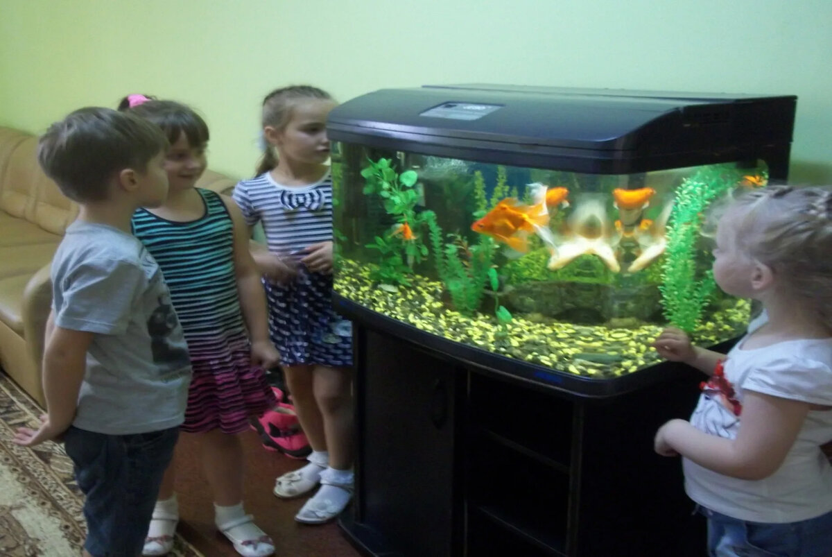 Наблюдать за рыбками. Аквариум в детском саду. Аквариум с рыбками в детском саду. Аквариум в ДОУ. Живой уголок с аквариумом.