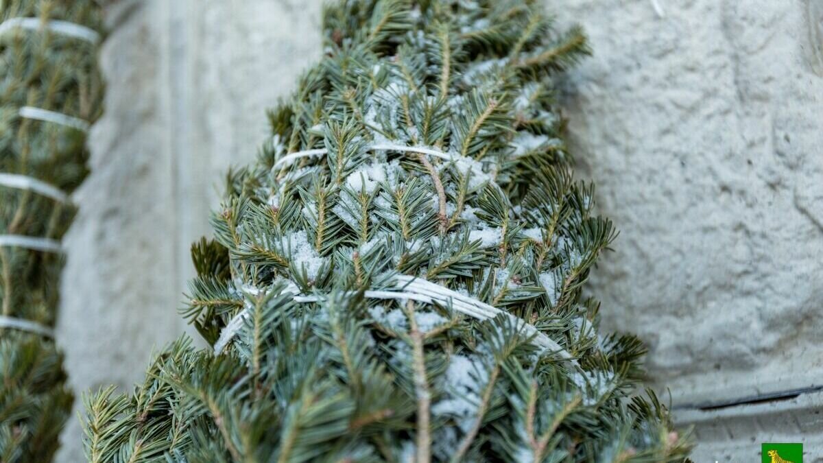     «В лесу родилась ёлочка, в лесу она росла», — начнут напевать владивостокцы уже в понедельник, 12 декабря. В этот день по всему городу начнут работу ёлочные базары.