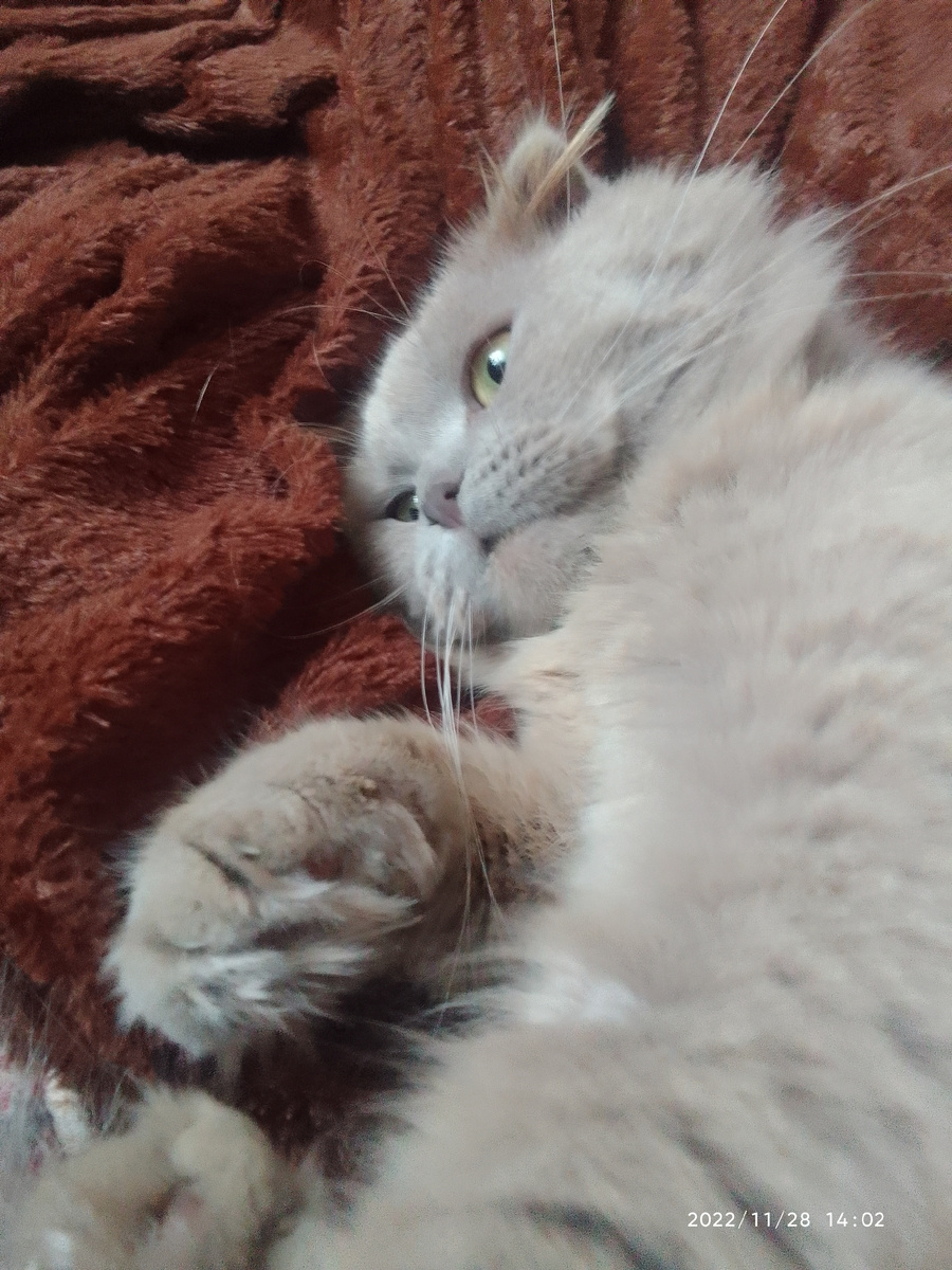 Мы адепты покоя и лени, 
И не сможет, ядри его мать,          
Нас поставить никто на колени, 
Мы лежали и будем лежать
🤣🤣🤗