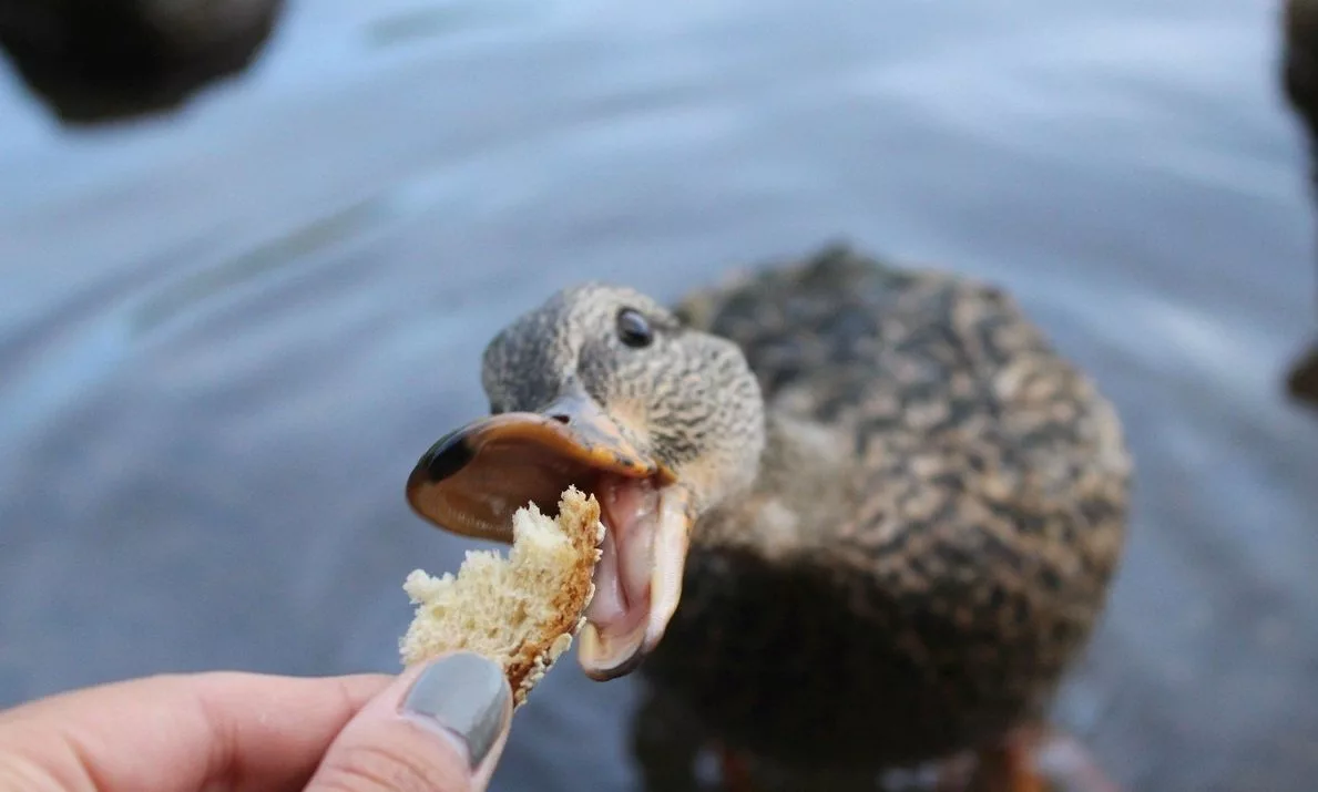 Чем дышит утка под водой