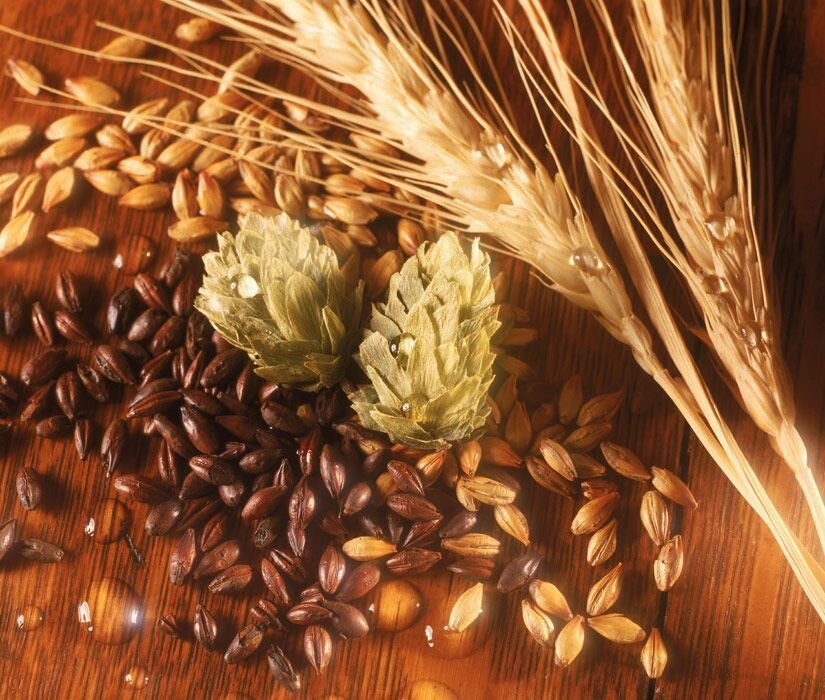 Правильное приготовление солода – процесс сложный, длительный и трудоемкий. Если нет дешевого зерна, в большинстве случаев проще купить готовый продукт, сделанный профессионалами в солодовне, чем заниматься этим самостоятельно. Энтузиастам, решившим попробовать свои силы, предлагаю изучить неоднократно проверенный рецепт и технологию получения солода в домашних условиях.