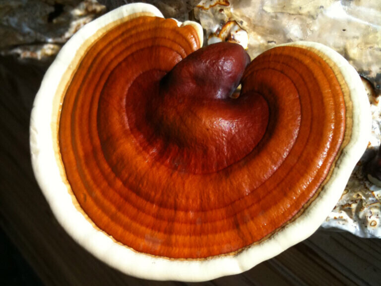 Не удержался еще одну фотографию привести. С https://vlukoshke.ru/.