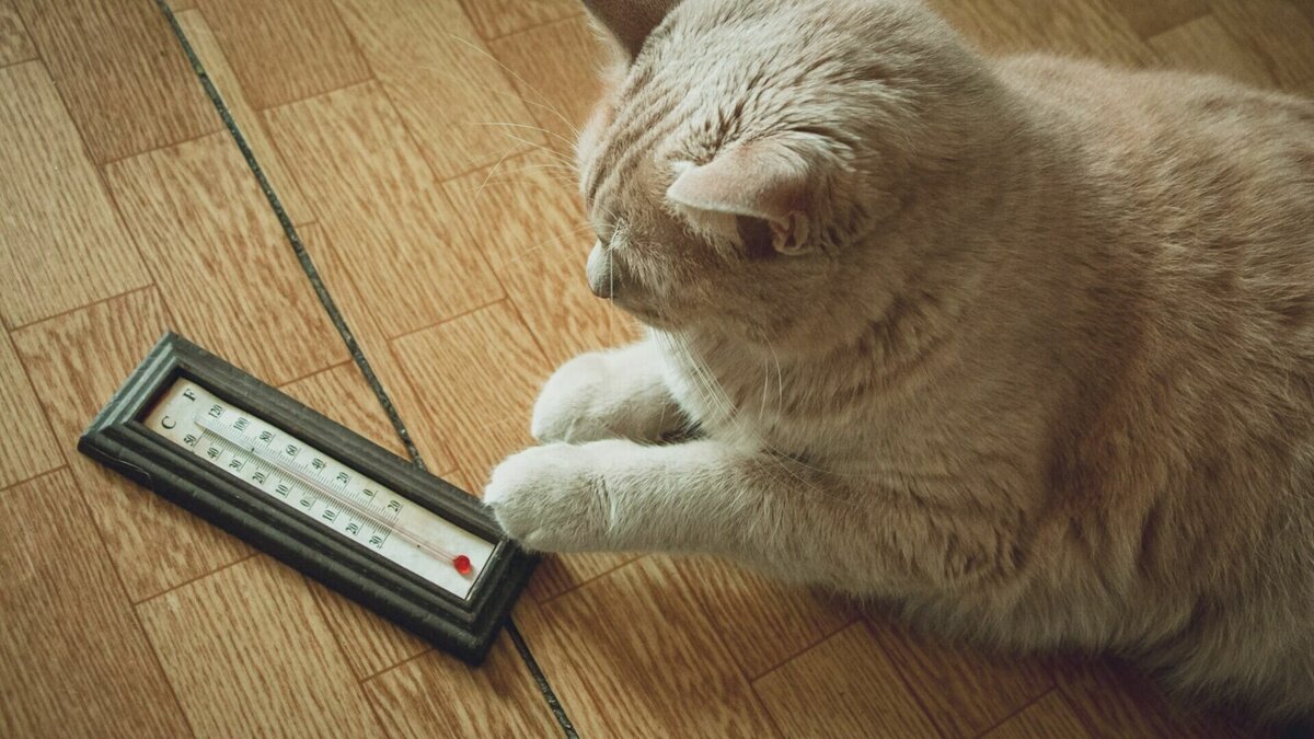     В воскресенье 11 декабря в Ростове-на-Дону ожидается теплая пасмурная погода, сообщили синоптики.