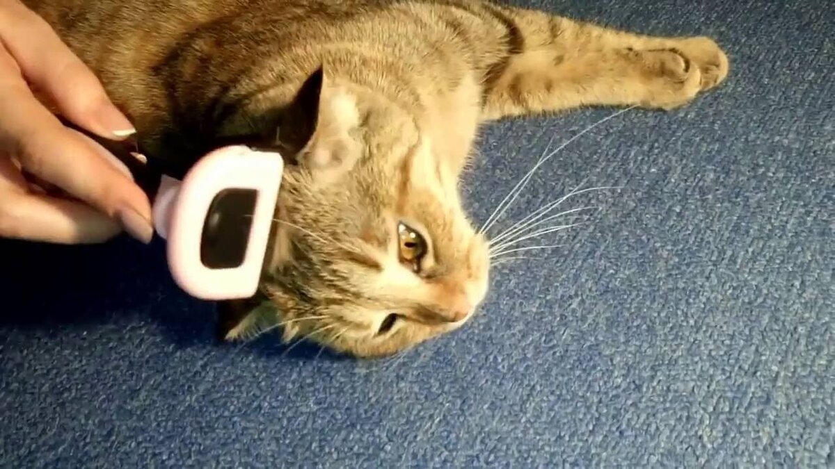 Фото из Интернета. 