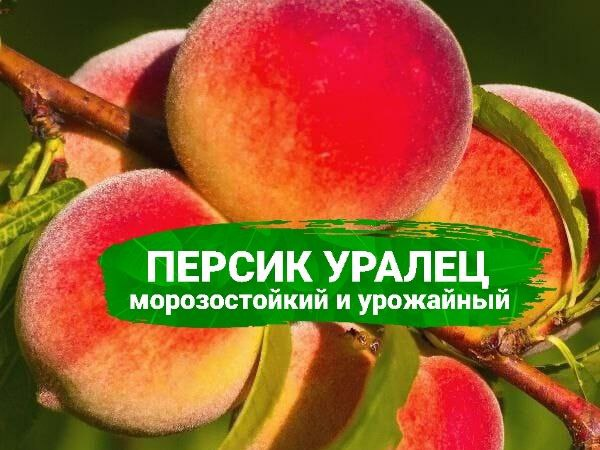 Сорт персика уралец отзывы. Персик Уралец. Сорт персика зумба. Камила 🍑персик.