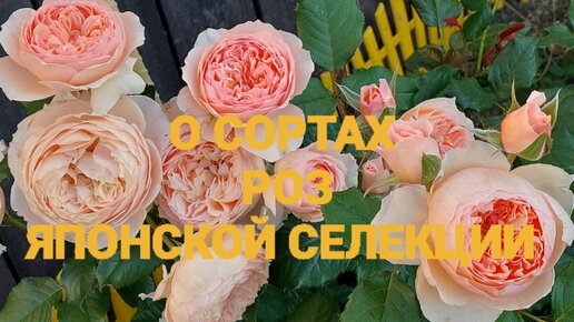 Лучшие сорта роз японской селекции.