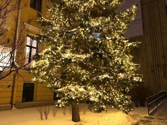     Существует три вида «новогодних деревьев. Фото: «МК в Питере»