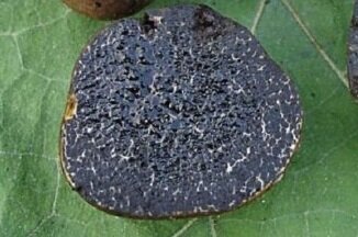 Вот так наш "трюфель" выглядел в разрезе