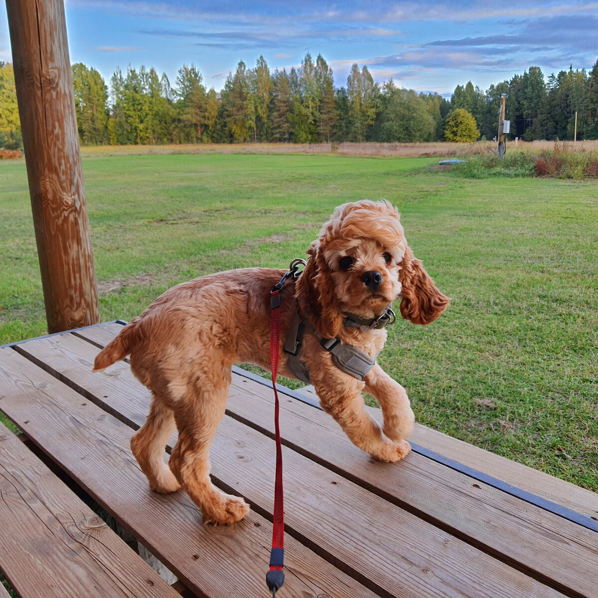 Маленький бесёнок, щенок американского кокер-спаниеля