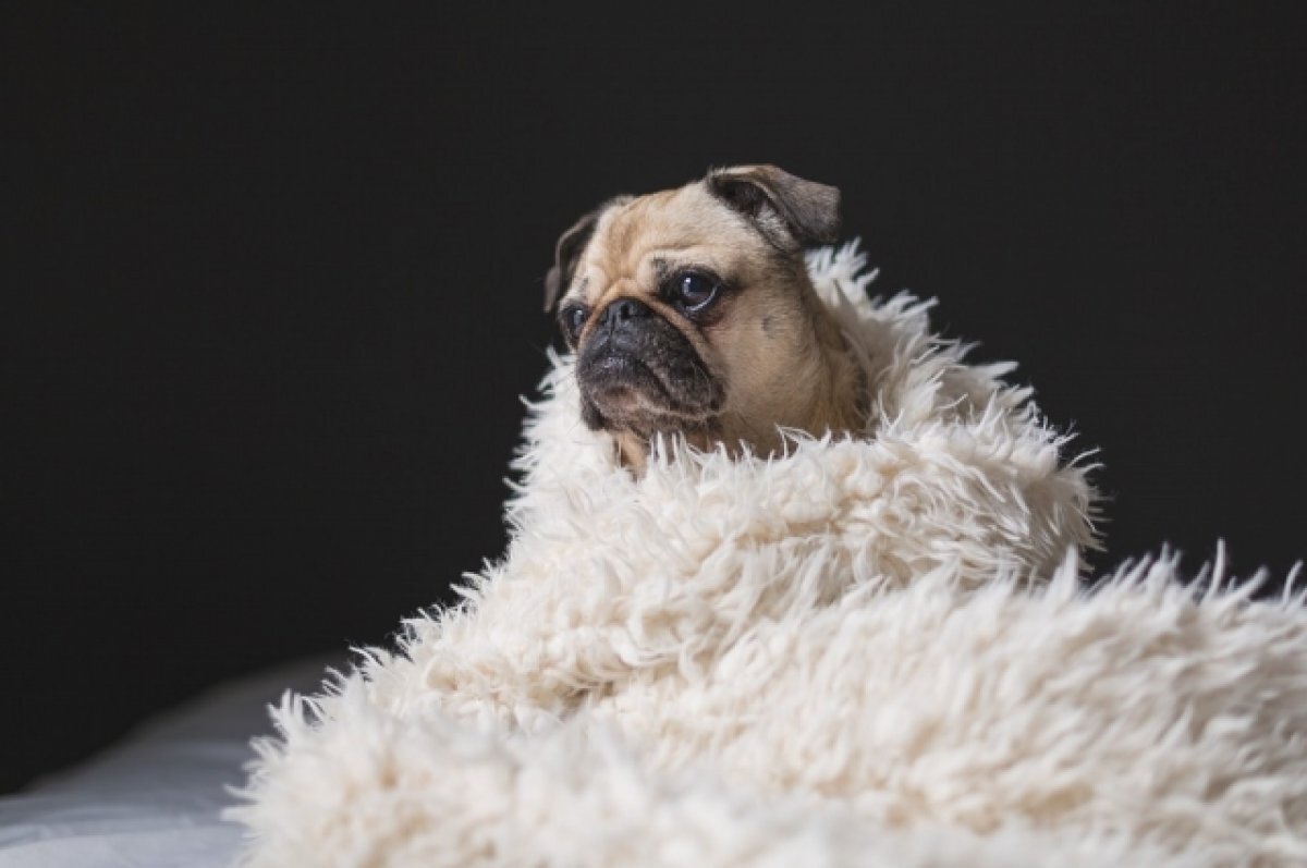    Бойцы отблагодарили девочку за поддержку и исполнили ее мечту - видео