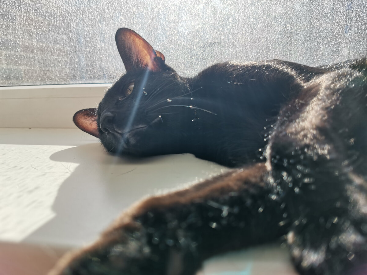 Невероятные факты о кошках (биология) | Бесконечные коты | Дзен