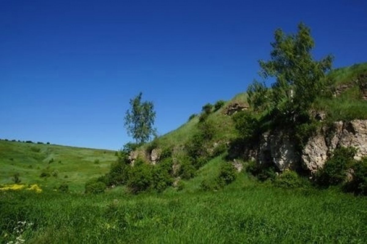    Тульские специалисты подвели итоги обследования мест с редкими растениями