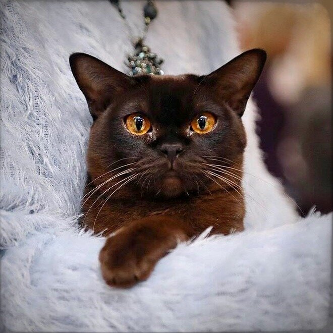 WW'18, NW'18, NW'16, SC PARMIDA JASPER*RU, JW, DVM - Питомник европейской бурмы Jasper Burmese - кошка в окрасе соболь
