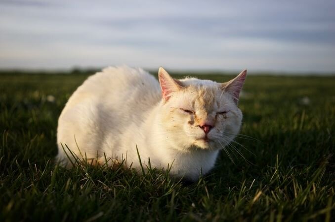 Кот. Источник фото: https://www.iizcat.com/post/3614/Photographer-meant-to-take-some-photos-of-Burrowing-Owls-ends-up-saving-cat-s-life-Gallery-