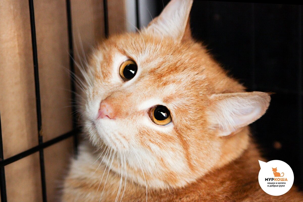 Кошачьи дни. Котики сегодня. Котики сегодня. Кошка с зелеными глазами. Котики сегодня.