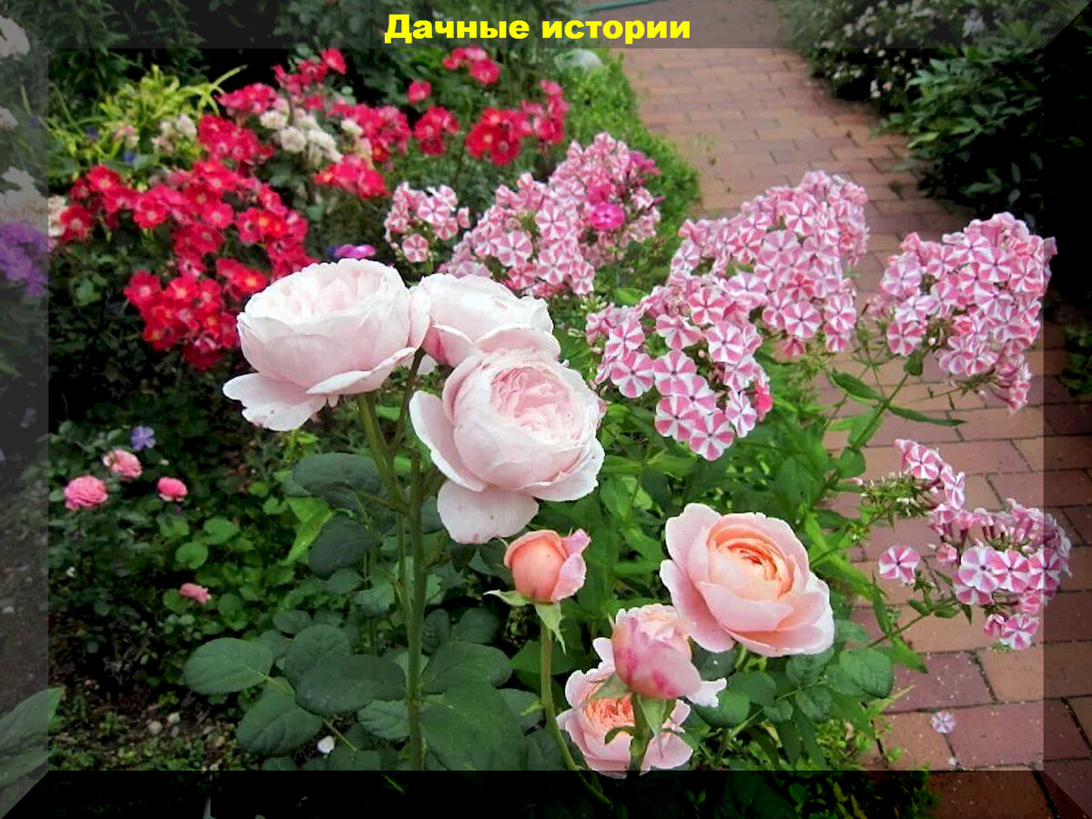 https://vk.com/photo-159774511_457257773. Флоксы и розы
