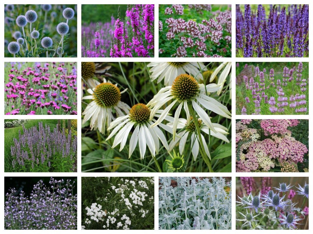 Коллаж растений для цветника в природном стиле.