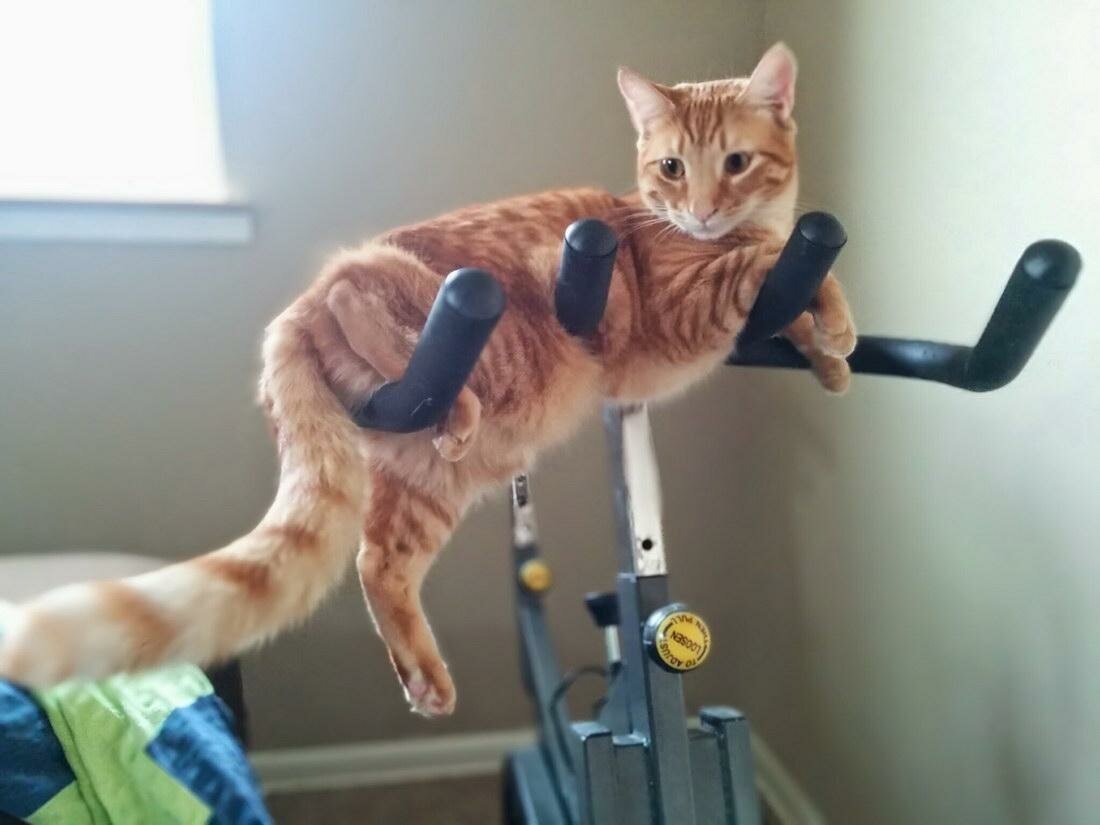 Фитнес котик картинки