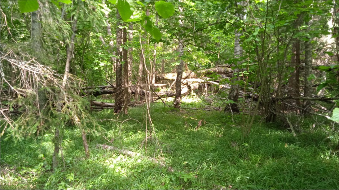 Фото с той поездки. Бурелом