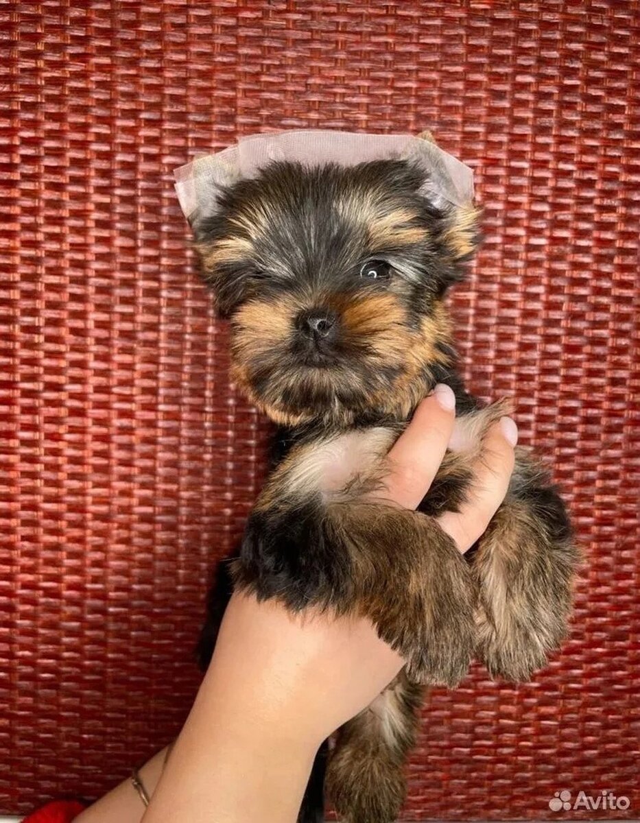     Пушистые и с характером – это Йорки. Фото: объявление