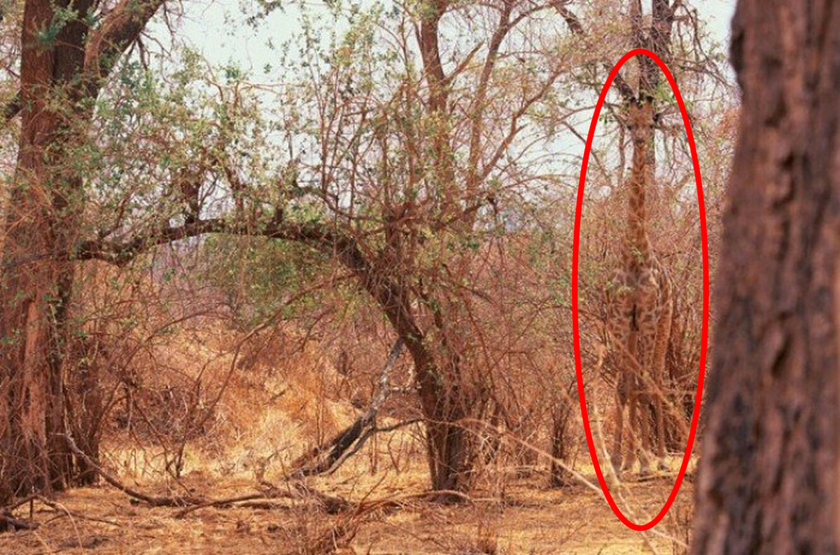 Источник www.storyblocks.com