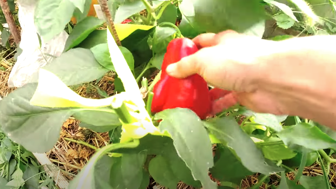 Остатки роскоши