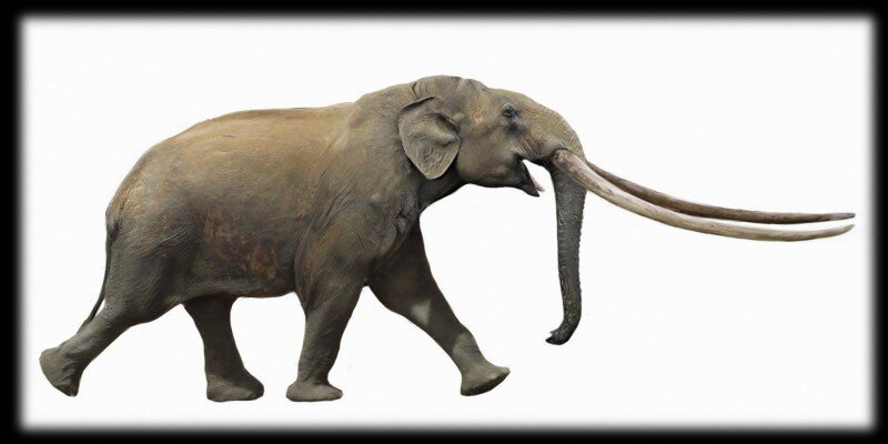 Быстрее, к новогоднему столу!