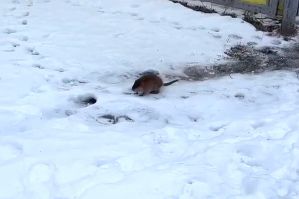     Загадочный зверек оказался ондатрой - водоплавающим грызуном.