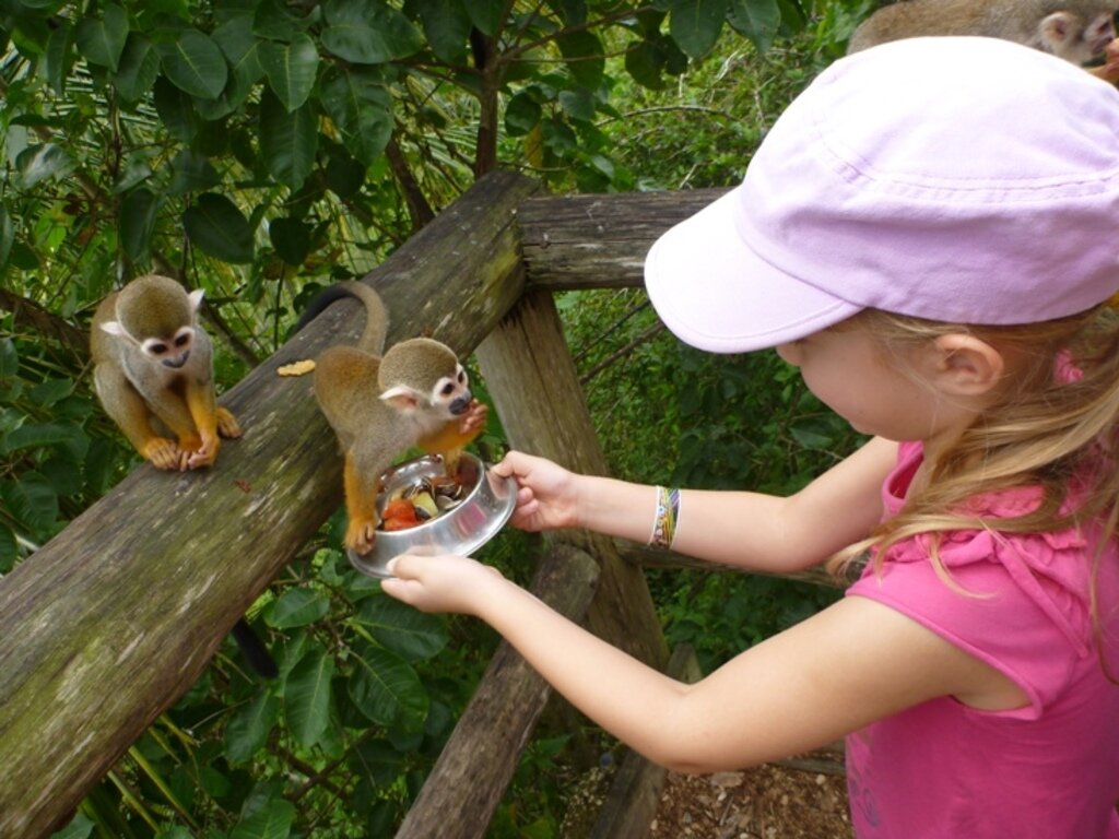Фотогалерея тарзанки Zip Lines и Земли обезьян