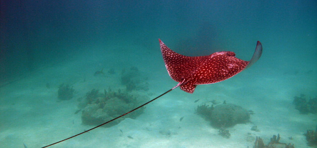Зарисовки из Seaquarium Punta Cana