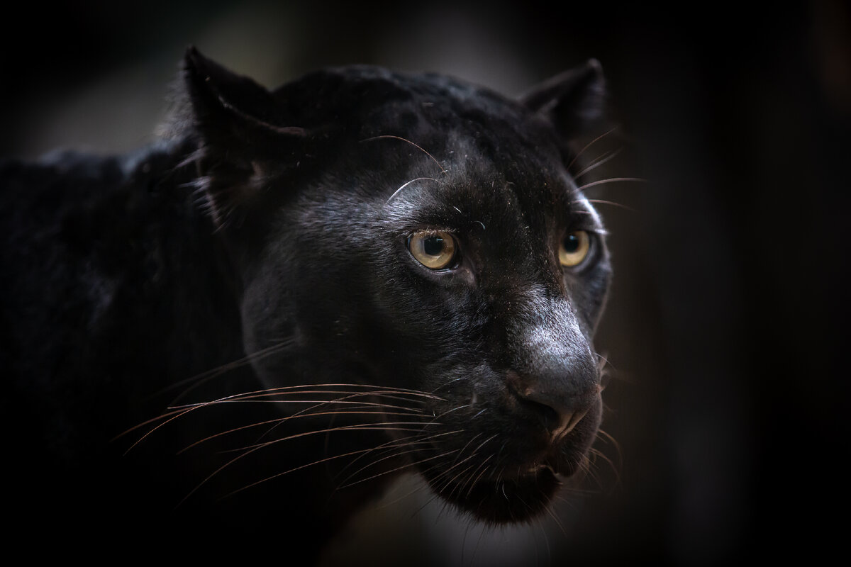 Это чёрная пантера, как вдохновение для выведение породы. Взято с Adobe Stock