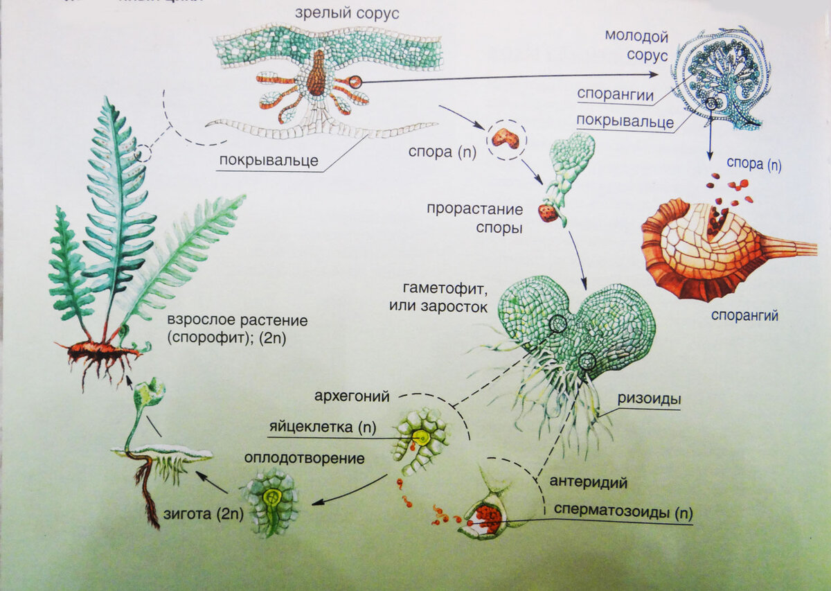 Циклы развития растений 7 класс