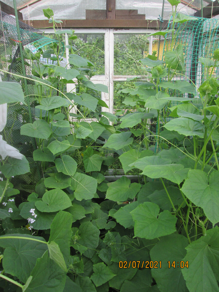 Вот такой беспредел. Где моё мачете???