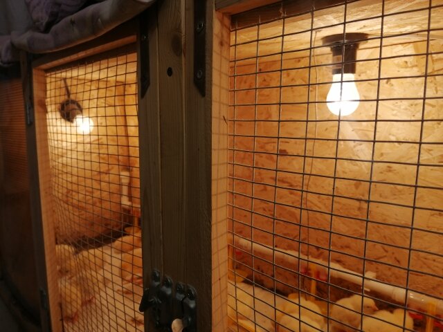 Брудер размером 2 метра на 50 сантиметров, вмещает 50 бройлерных цыплят до возраста 14 дней 