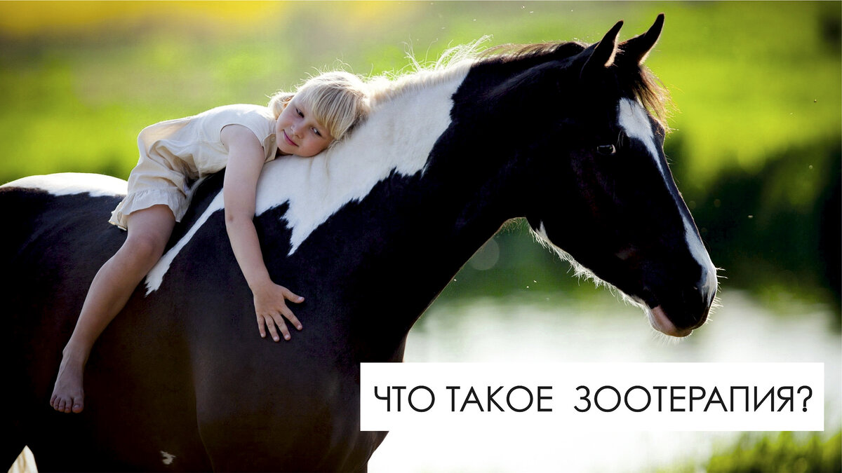 Пет-терапия - животные участвую в лечении и профилактике различных болезней