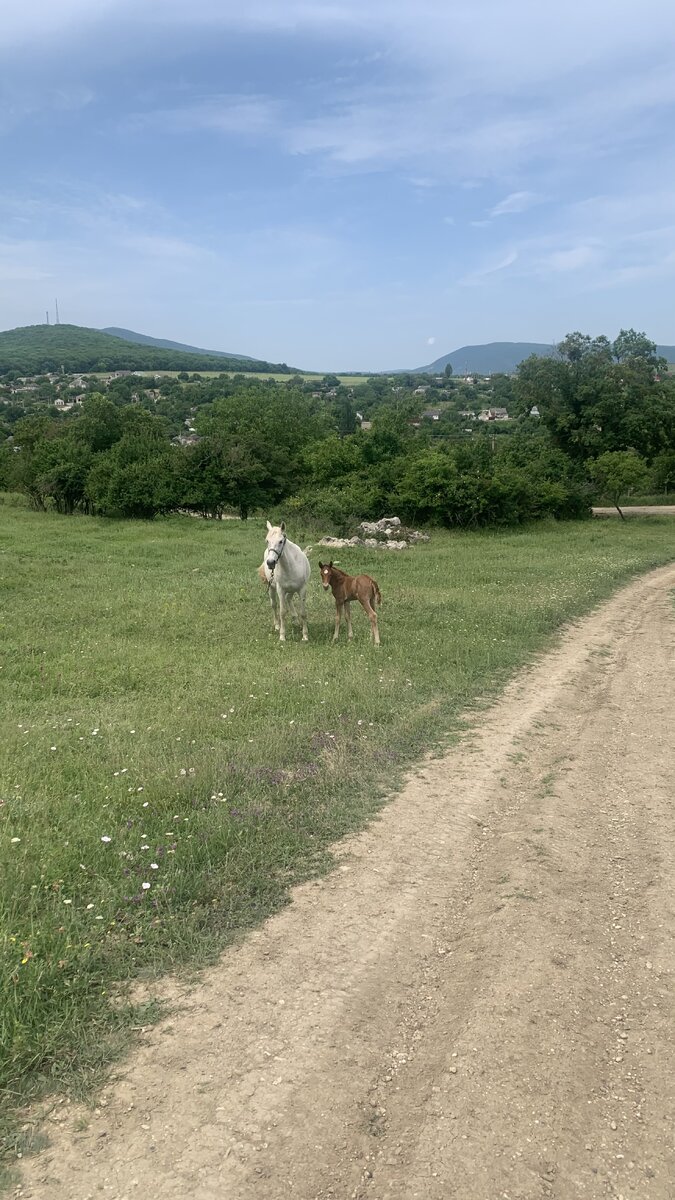 Лошадь с жеребёнком