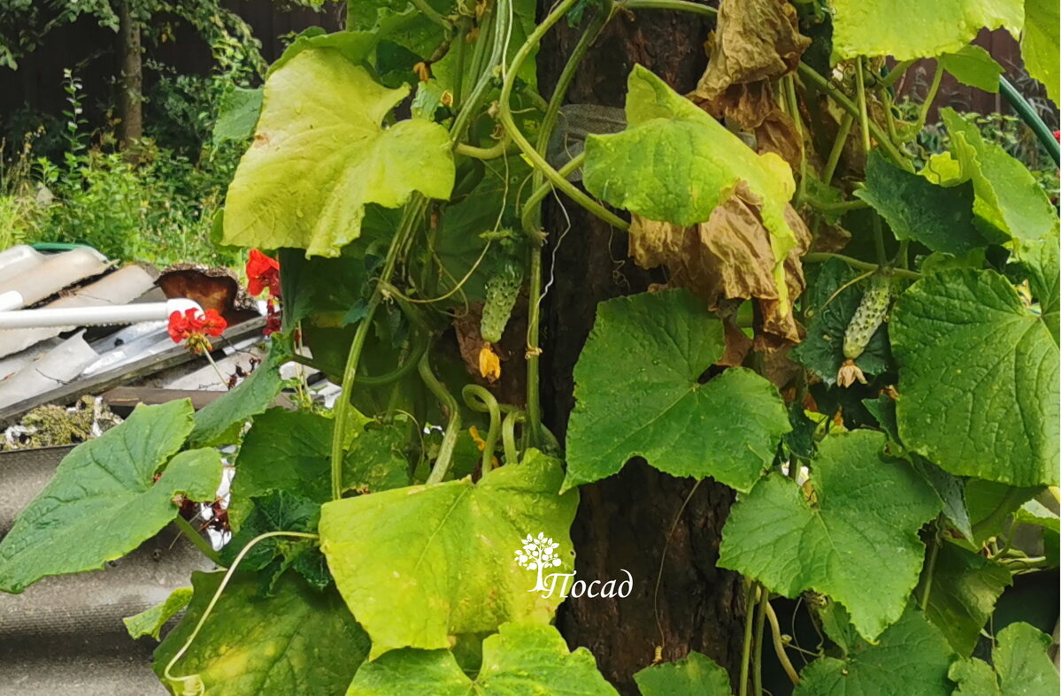 Сентябрь. Холодные ночи (+4) и дожди. Огурцы продолжают давать урожай в открытом грунте, хоть и небольшой. Но осенью и этому рады. 3.09.