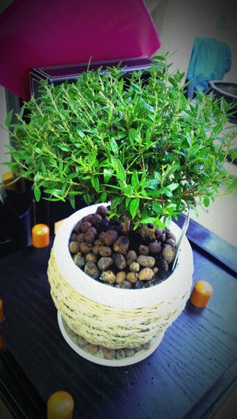 «Дерево семейного благополучия и счастья». Мирт.