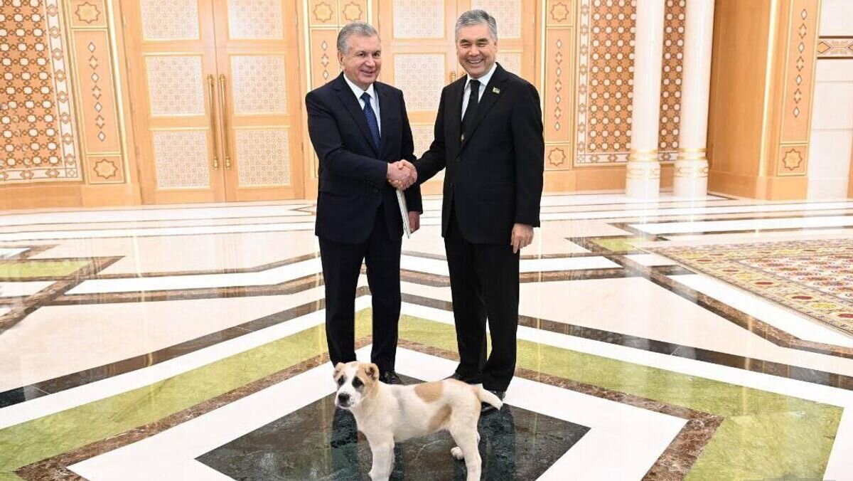    Гурбангулы Бердымухамедов подарил Шавкату Мирзиёеву щенка породы алабай© Фото : официальный веб-сайт Президента Республики Узбекистан