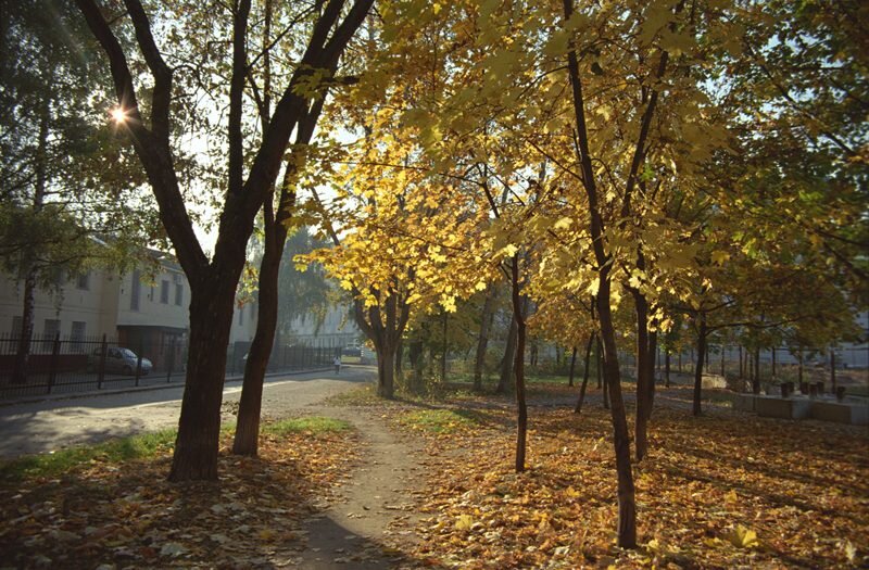 Бул осенний. Золотая осень в Москве МГУ. Осень парк Москва улица. Первомайский бульвар Ярославль. Осенняя улица Москва.