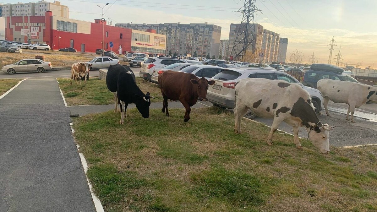     Мэрия настаивает, что коровы должны гулять в специально отведенных местах, а не в черте города.