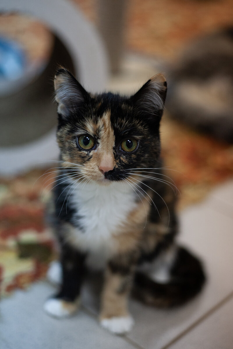 Барбариска