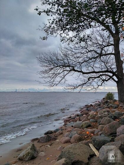    Берег Финского залива с видом на Лахта центр. Ветер. Елена Молчанова © ИА REGNUM