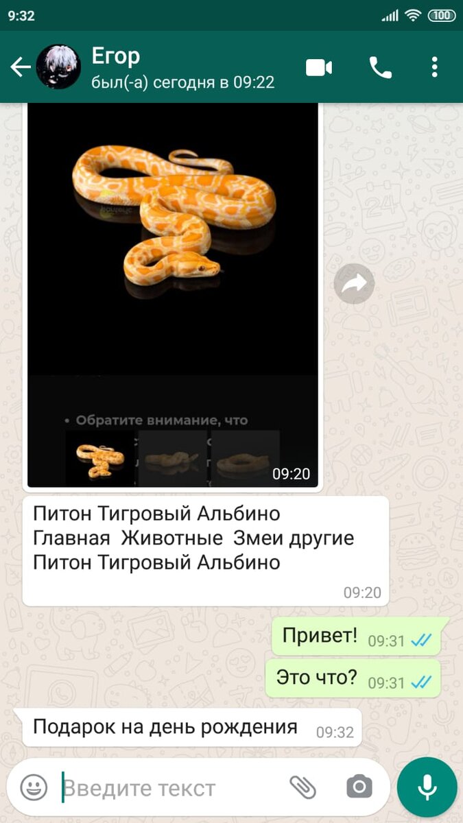 Тигровый питон в подарок на день рождения