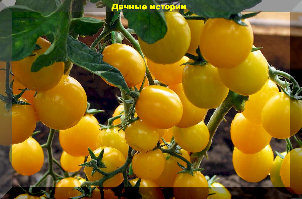 Желтые черри фото