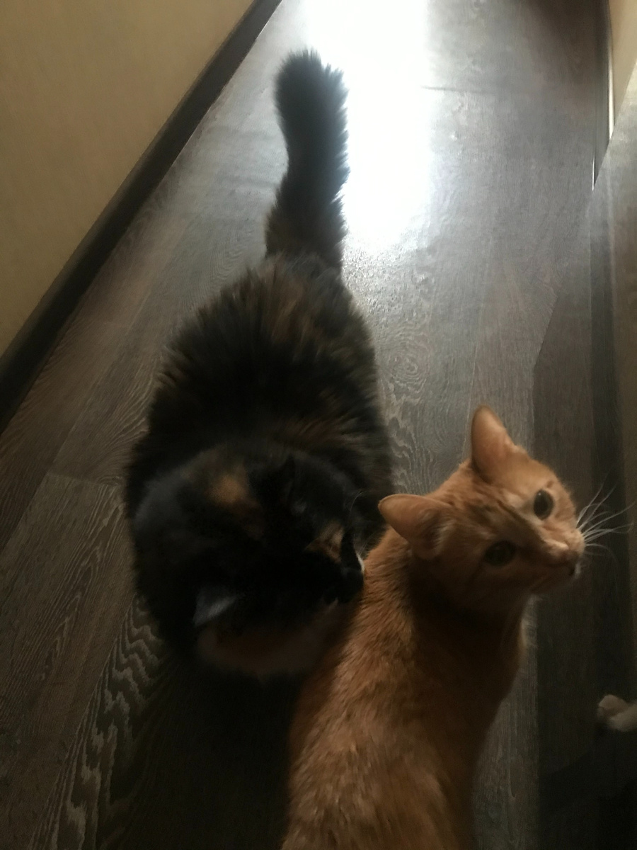 И мудрые российские коты