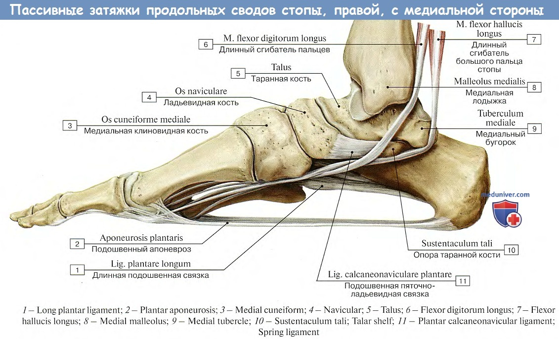 Пяточный латынь. Медиальный свод стопы кости. Ладьевидная кость стопы связки. Связка продольного свода стопы. Кости свода стопы анатомия.
