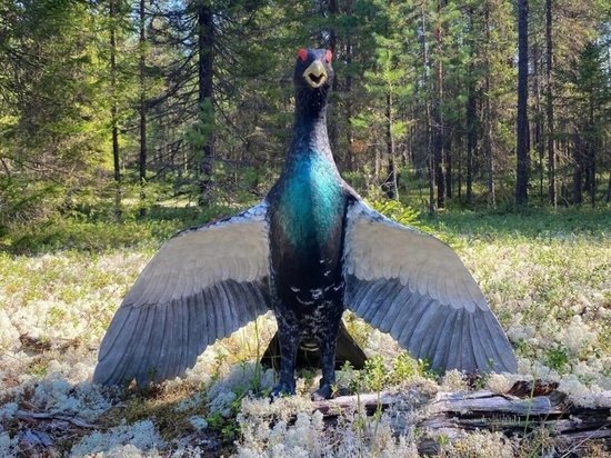     фото алены вальковой