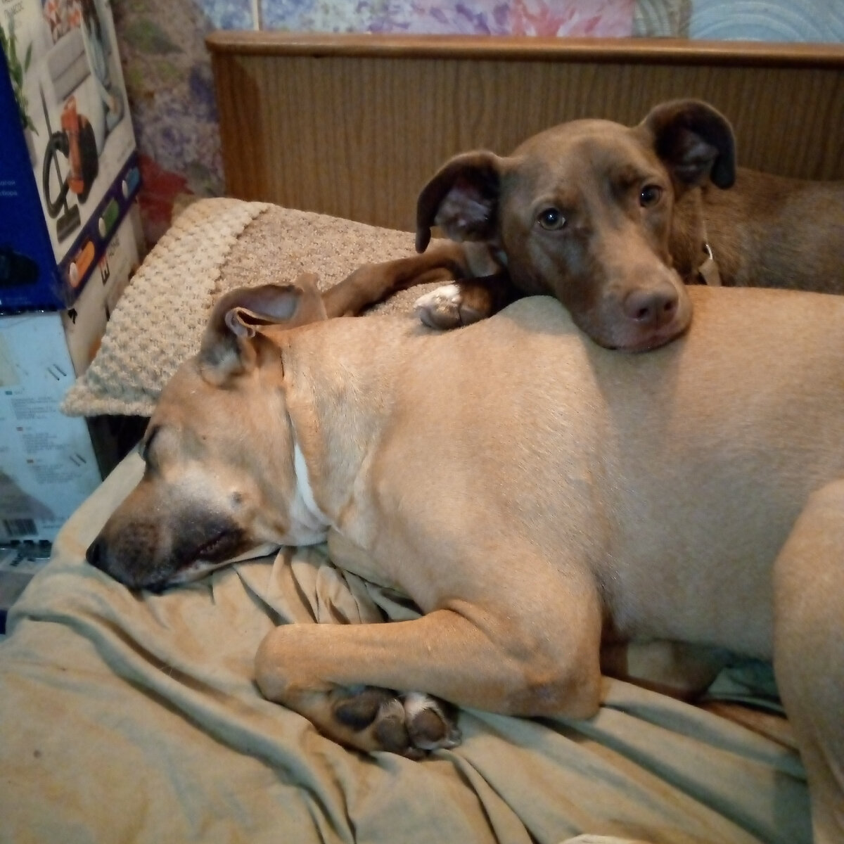 Соня и Оливка.