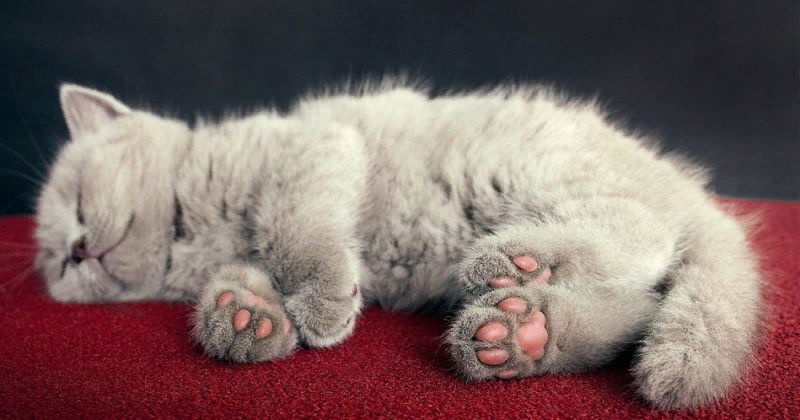 😸Щекотно ли кошке, когда трогают подушечки на лапках | Нос, хвост, лапы |  Дзен